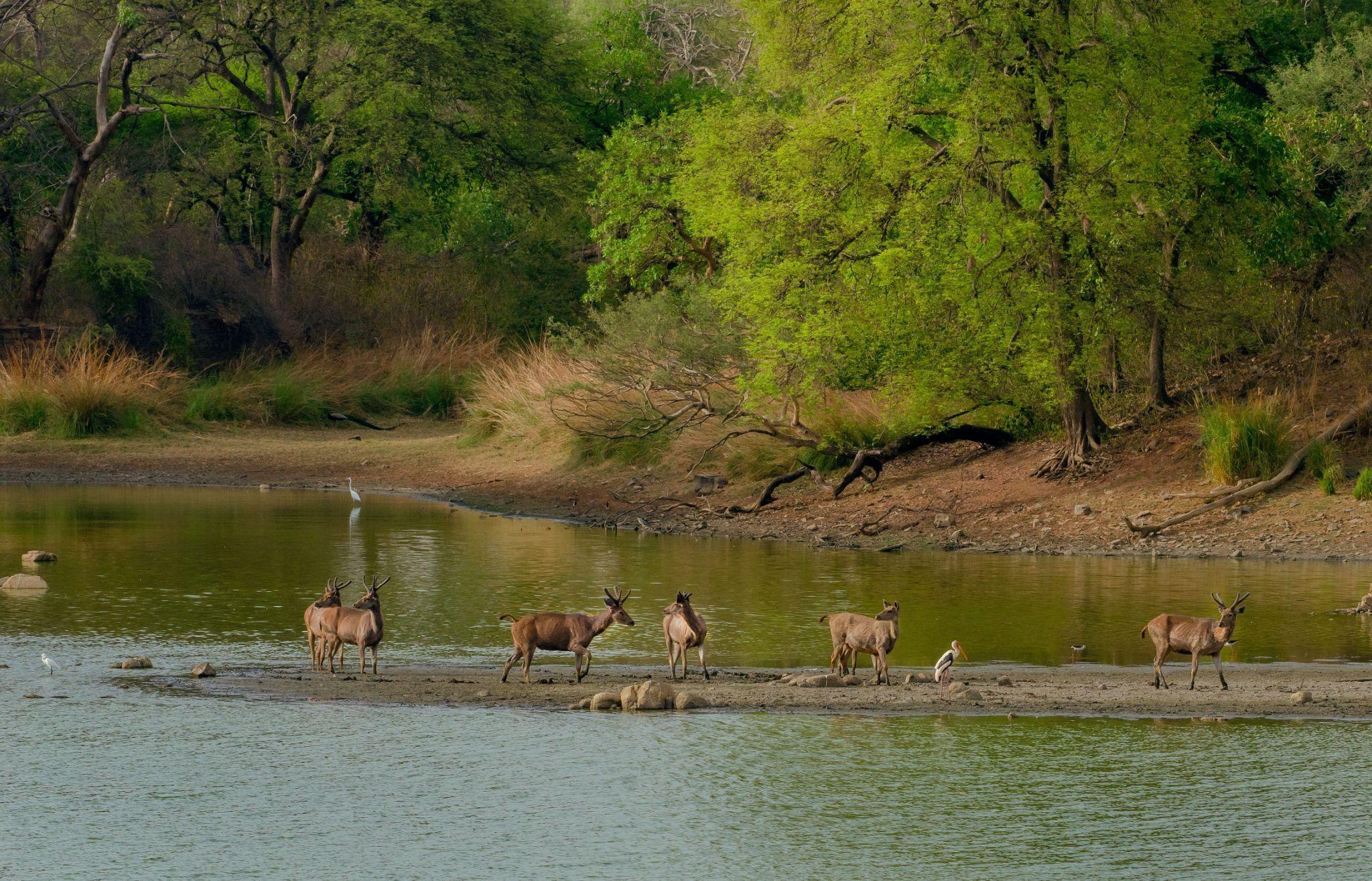 Chinnar Wildlife Sanctuary