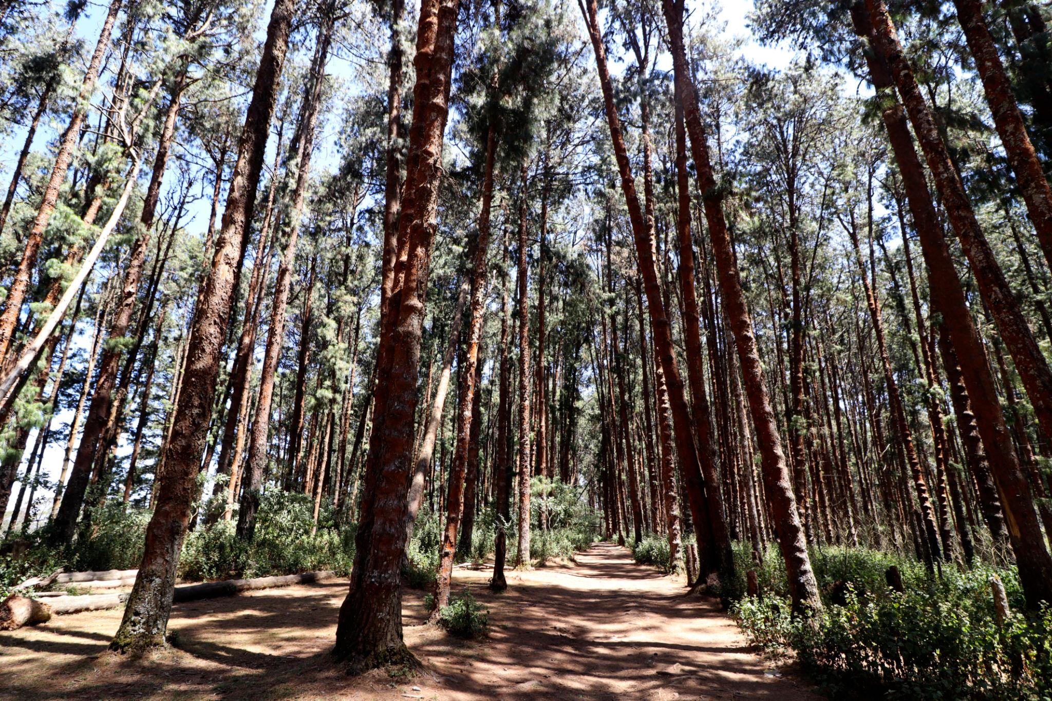 Pine Forest