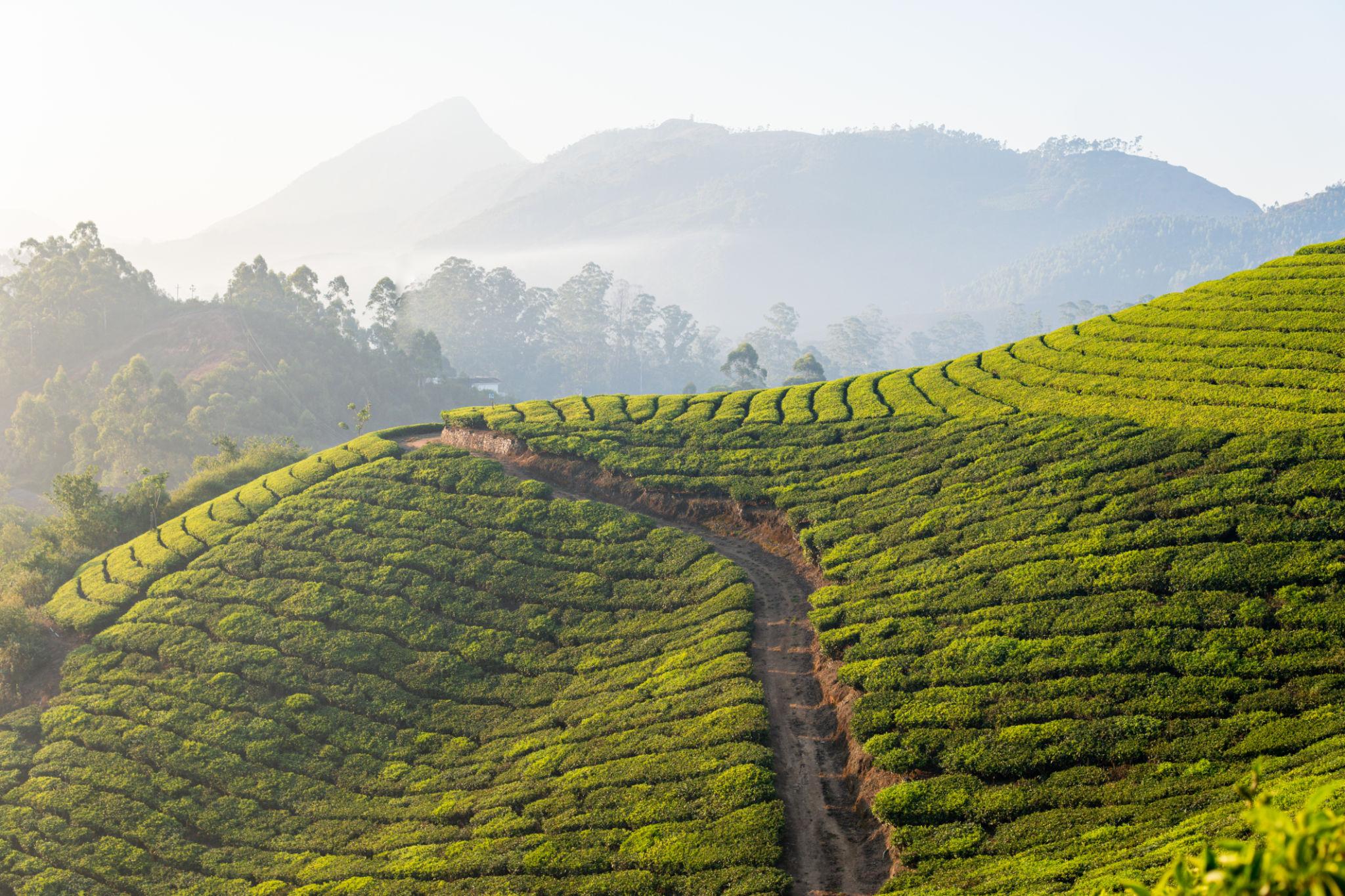 Munnar Tea Gardens