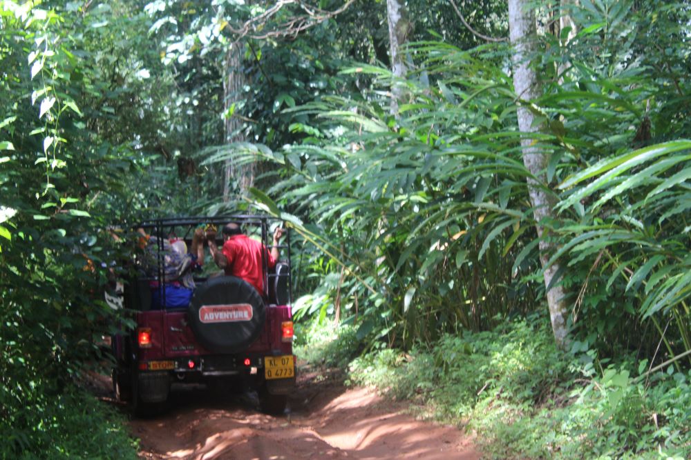 Jeep Ride (Jungle Safari)