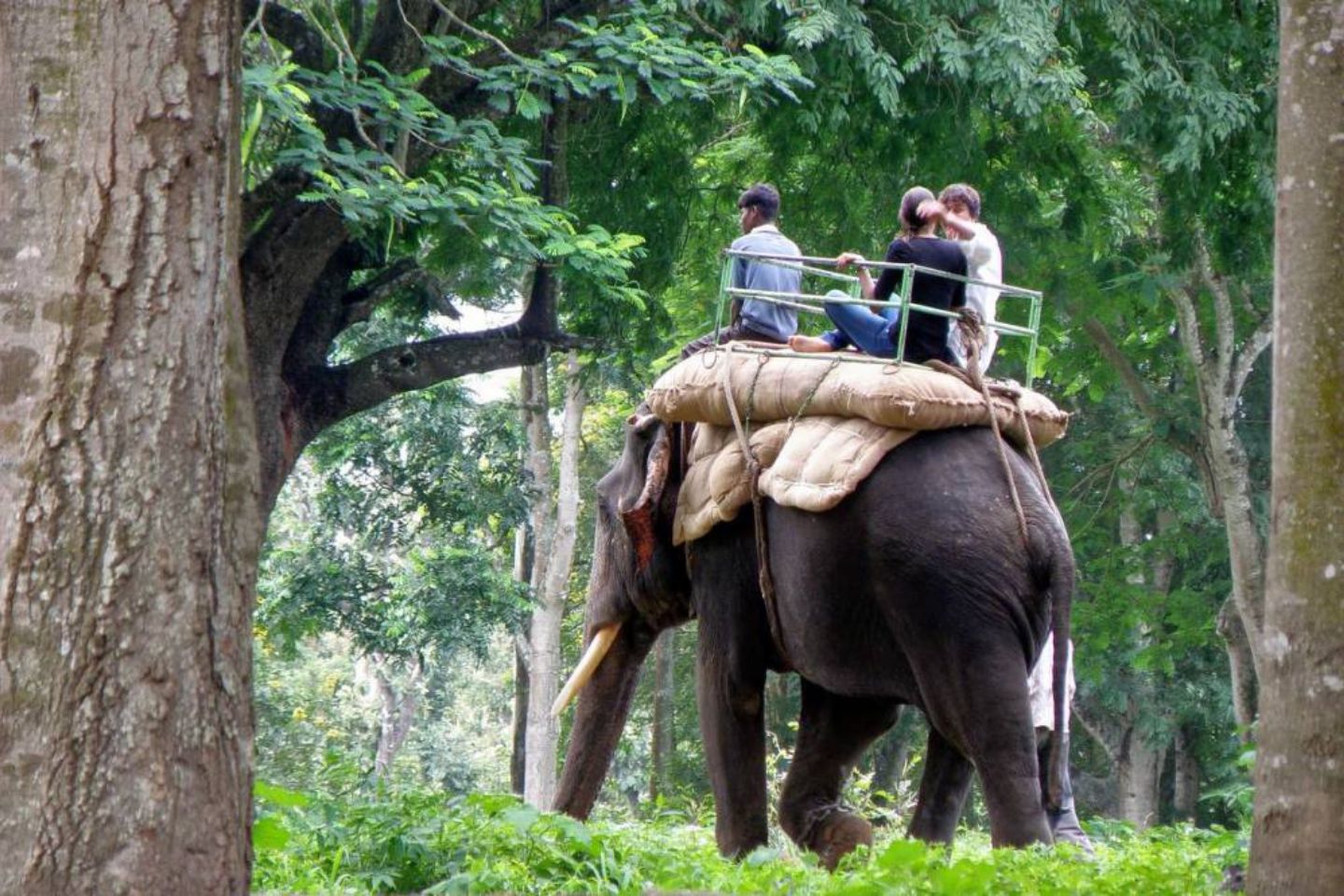 Elephant Ride